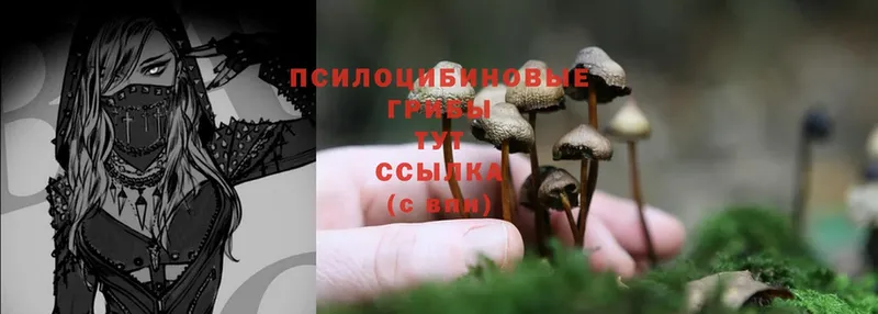 ОМГ ОМГ как войти  Михайловск  Галлюциногенные грибы MAGIC MUSHROOMS 